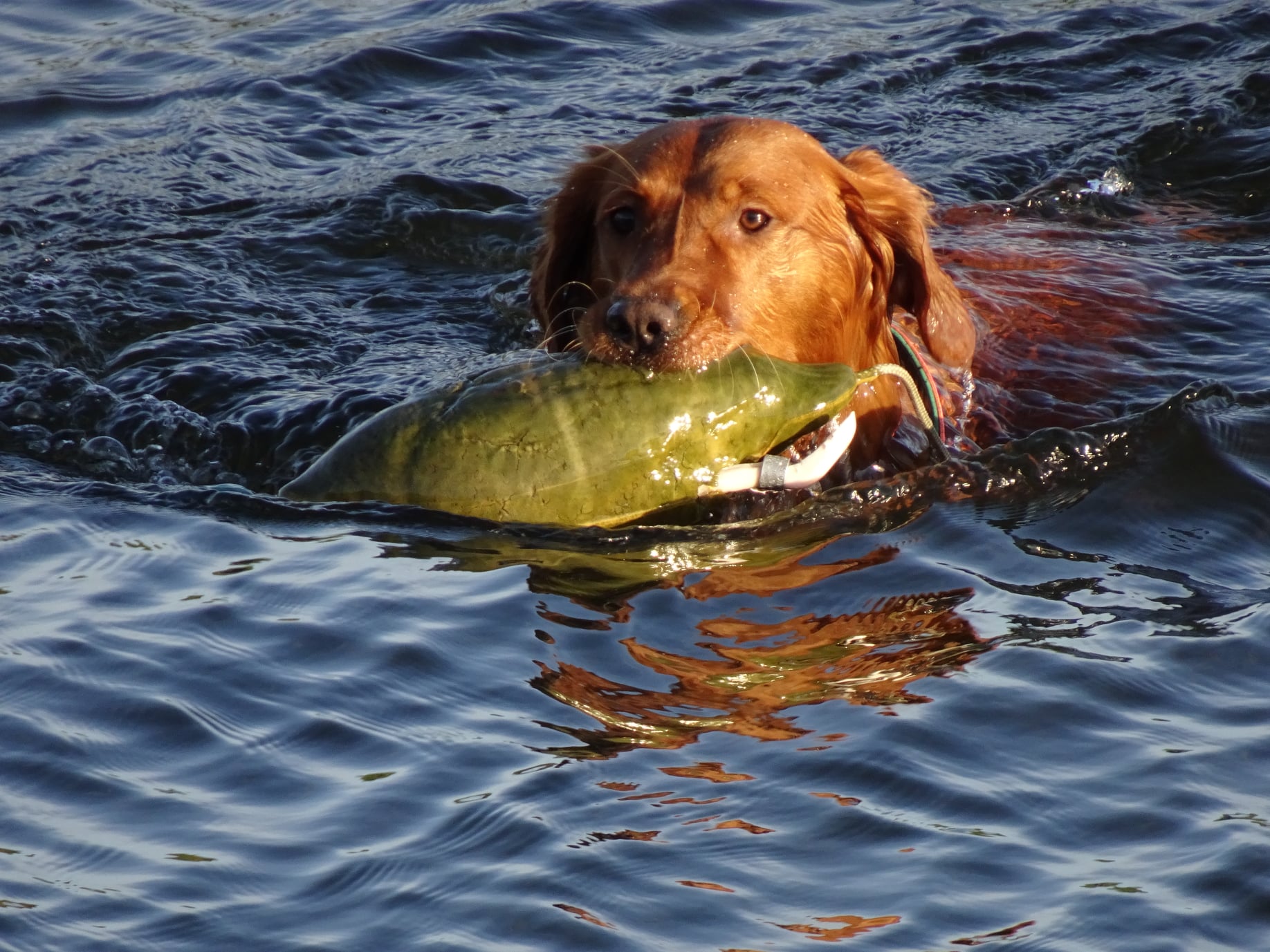 Hond brengt een apport terug tijdens de apporteercursus