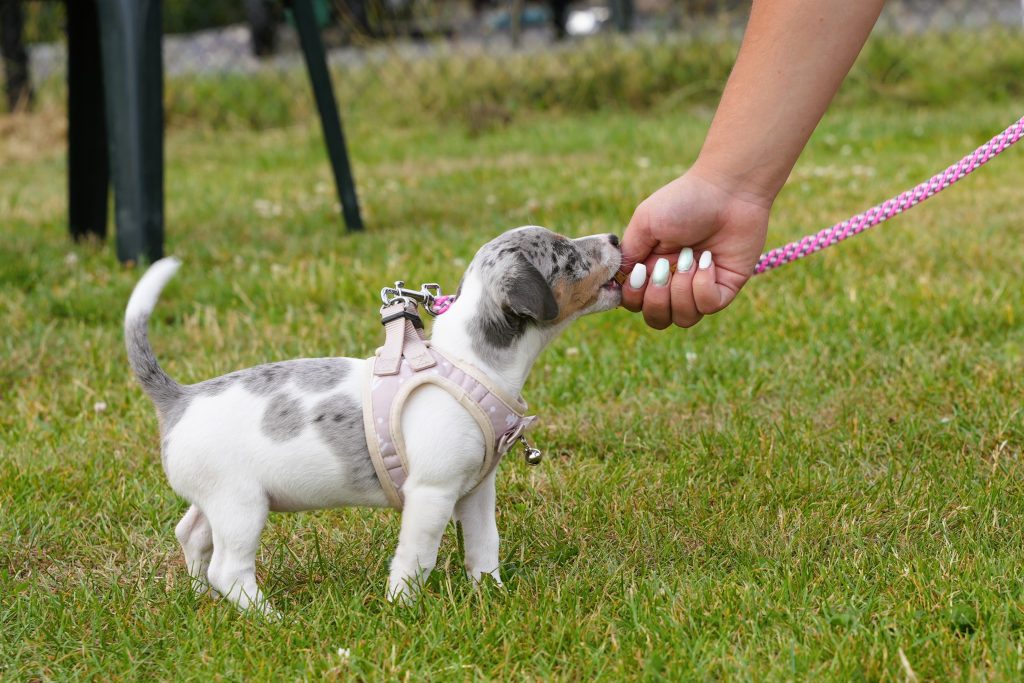 Pup krijgt een beloning uit de hand tijdens positieve training bij HTC Lianne