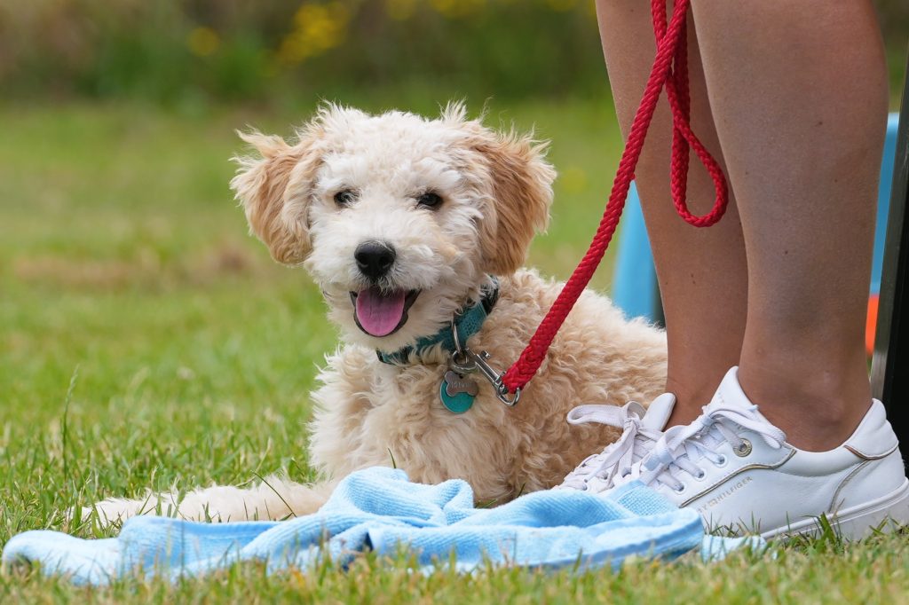 Pup ligt ontspannen aan de lijn op het trainingsveld tijdens de puppycursus van HTC Lianne