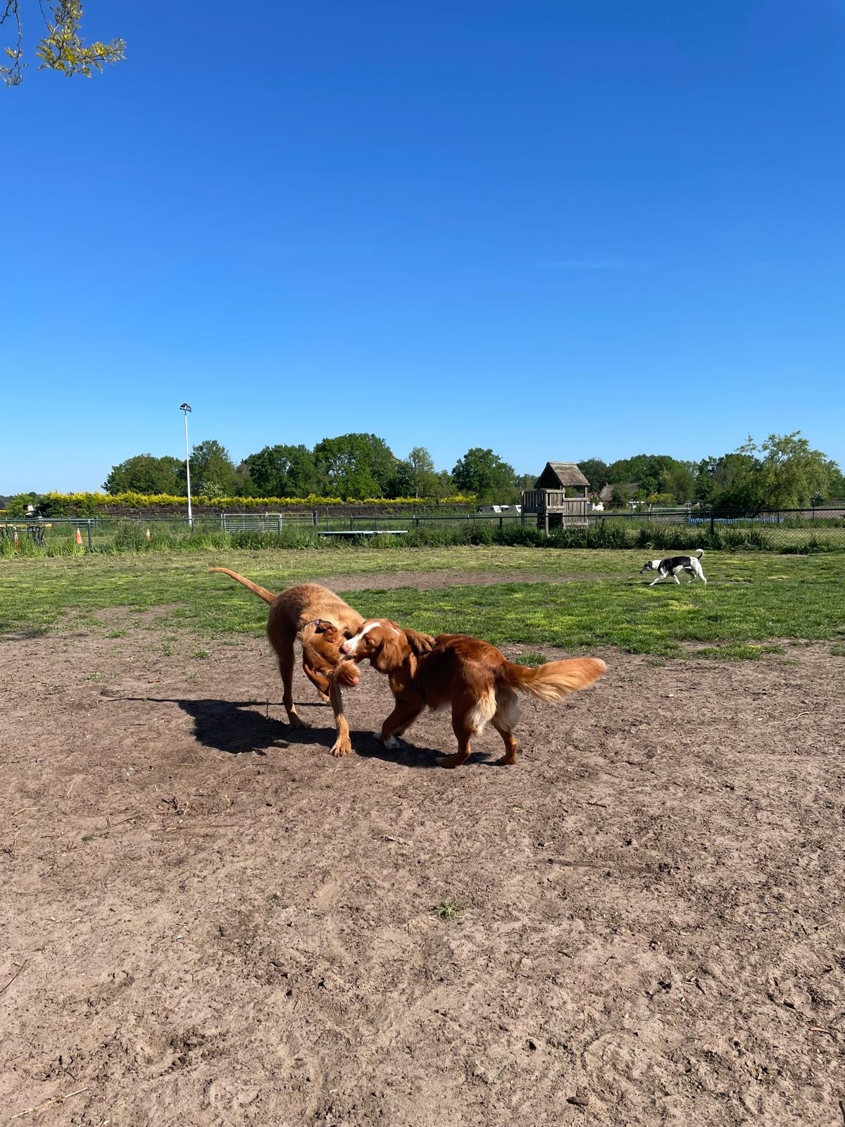 Honden samen in de dagopvang van Hondentrainingscentrum Lianne