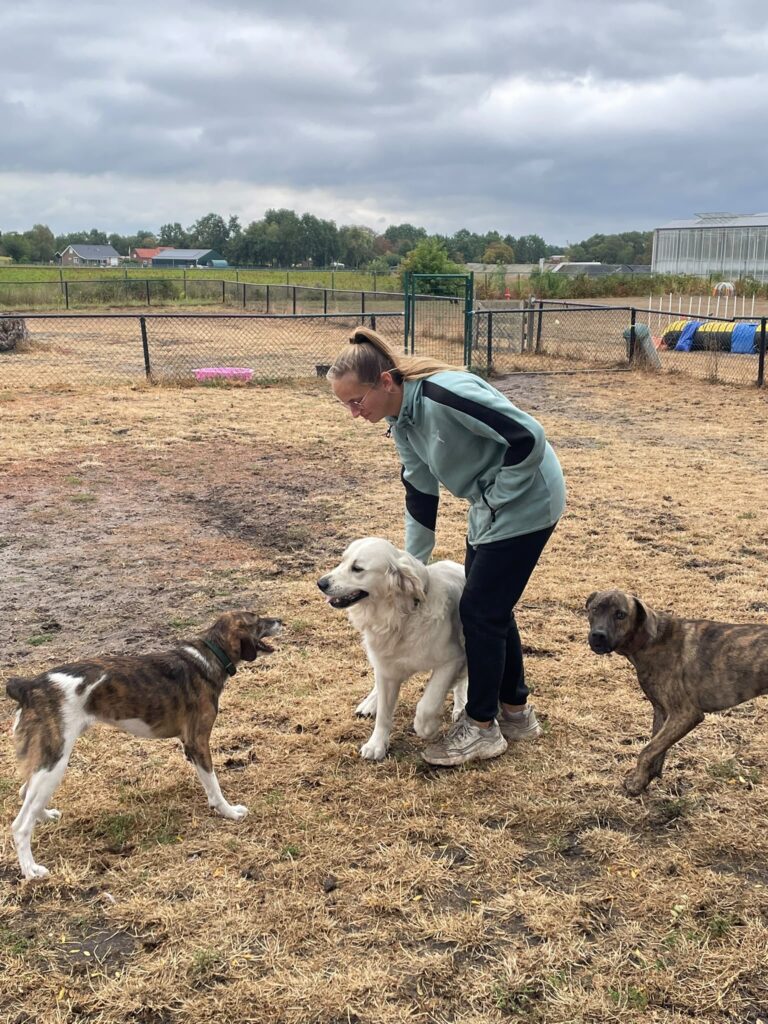 Begeleider houdt toezicht terwijl drie honden samen spelen op het omheinde veld van HTC Lianne
