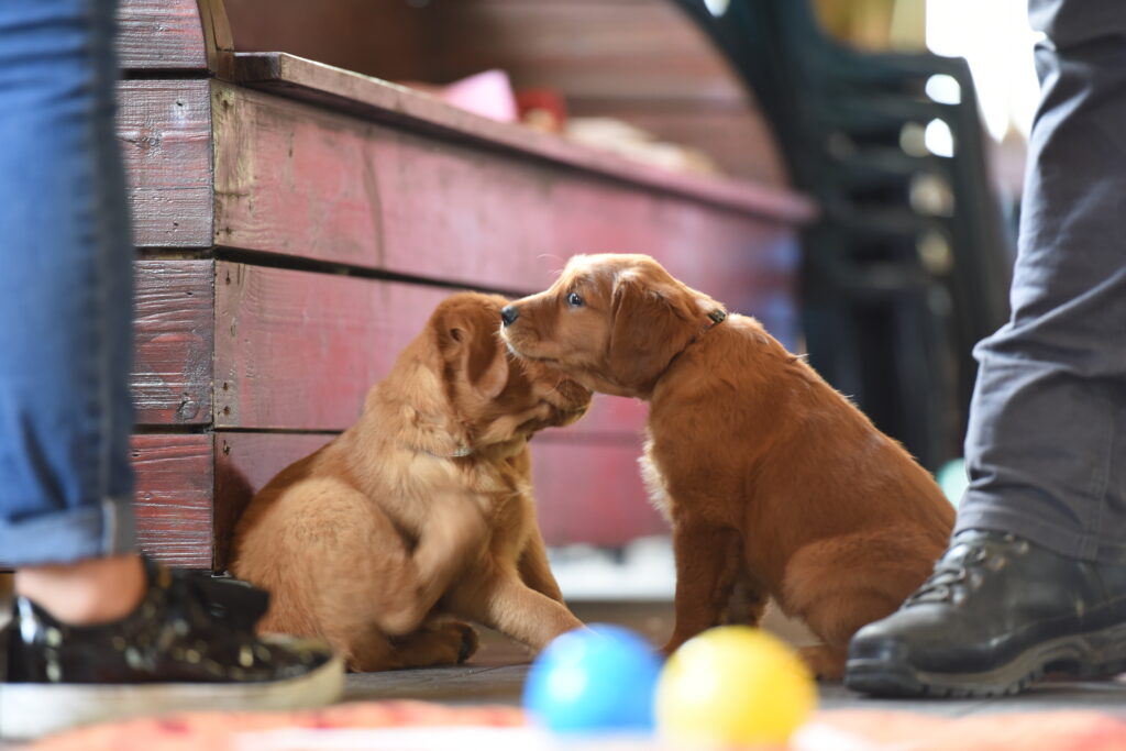 Twee pups zitten samen binnen in de overdekte trainingshal van HTC Lianne in Moerstraten